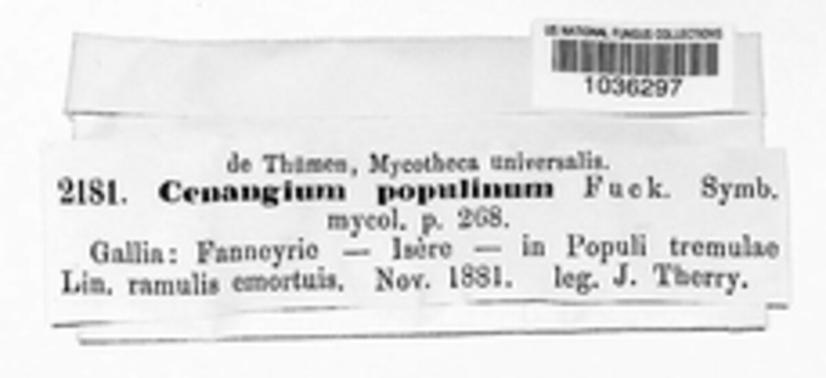 Tympanis populina image